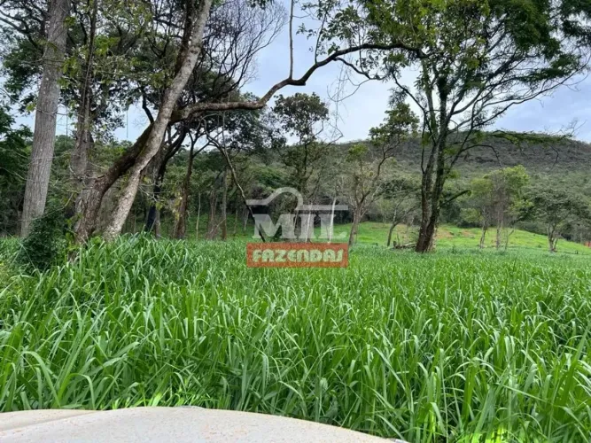 Fazenda 100 Alqueires (483 Hectares) Pirenópolis - GO