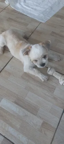 Filhote de shi-tzu