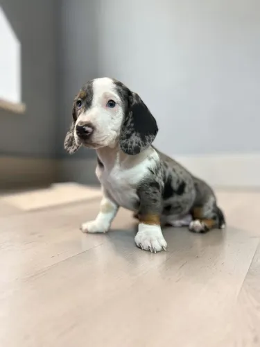 Daschund disponível