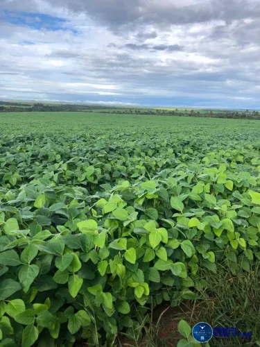 Fazenda à venda em Jataí/GO  80 Alqueires (60 Alqueires Plantados)