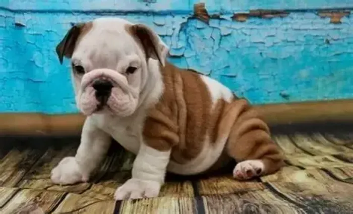 Bulldog Ingles Machos e Femeas