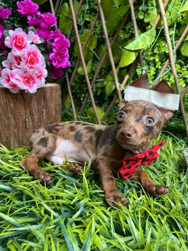 Vendo filhote de pinscher macho choco Merlin 