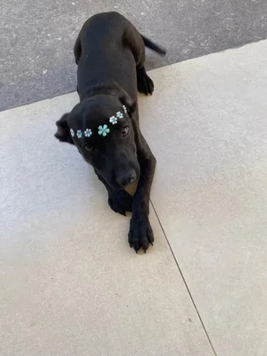 Doação cachorrinha