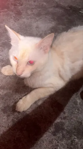 Doação de gato