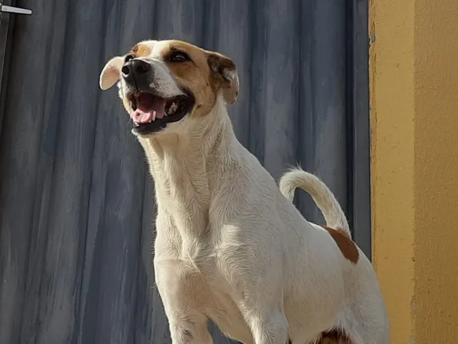 Cachorra pra adoção 