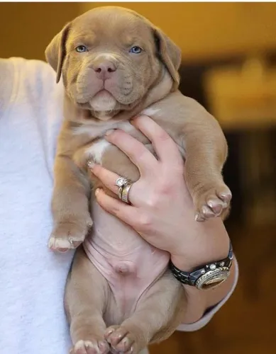 American Bully - Energia Positiva Sempre