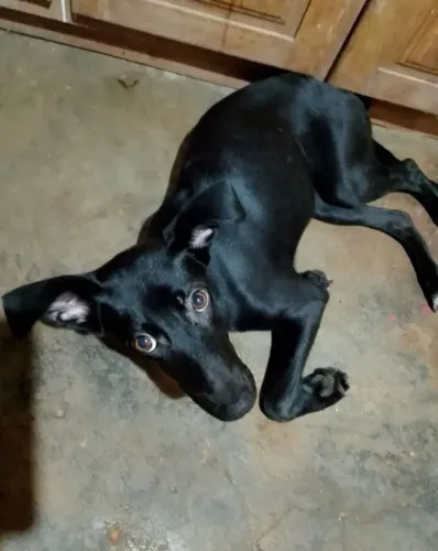 Doando uma cachorra fêmea labrador com fila