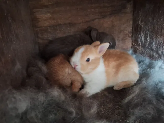 Coelhos mini netherland e lop