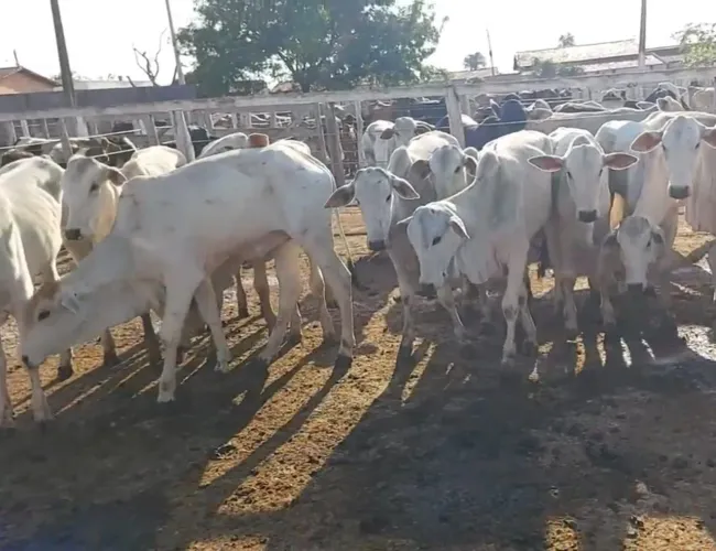 70 novilhas nelores e 70 garrotes