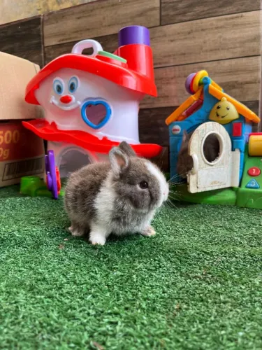 Filhote de coelho anão Netherland Dwarf 