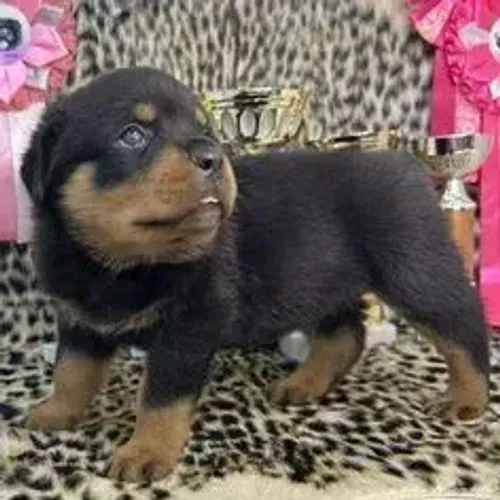 Rottweiler,Rottweiler Filhote Muito Amoroso e Dócil