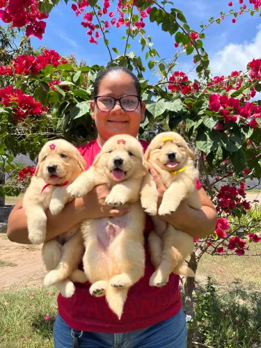 Filhotes de Golden Retriever
