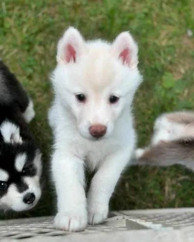 Filhotes de Husky Siberiano | Um momento especial começa aqui.