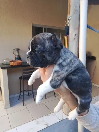 Bulldog francês 