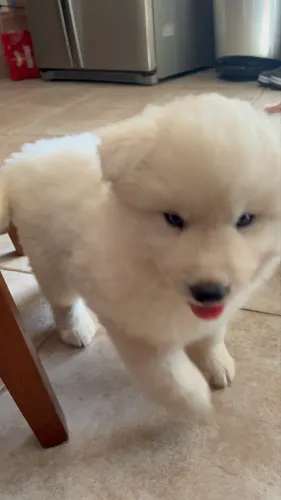 Bebê Husky