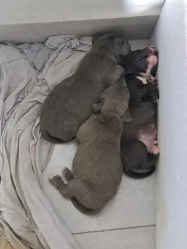 Todos os 3 por 500 reais.  Filhote de pitbull 