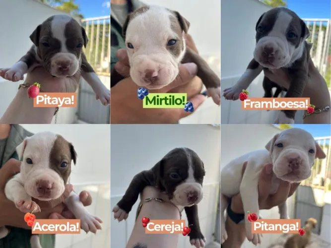 Doação de filhotes de pitbull