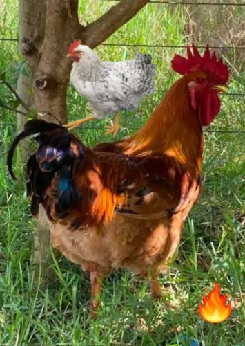 Frango vermelho pesadão