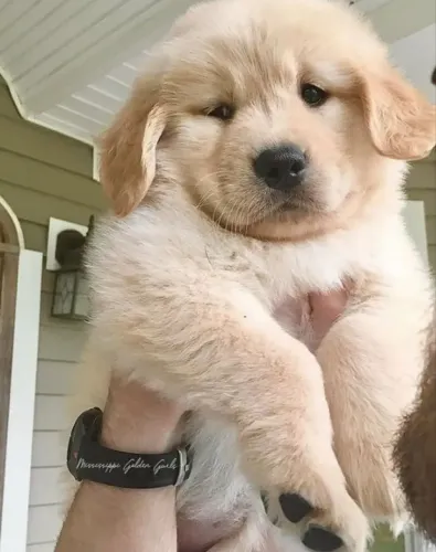Filhote de Golden Retriever - Machinho ou Fêmea