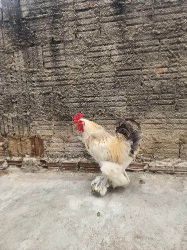 Galo Brahma