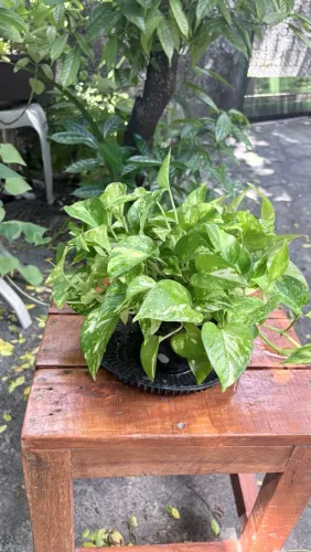 Planta 