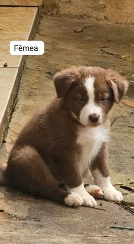 Border collie Femea