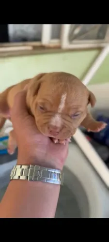 Filhote de amarican bully femea 