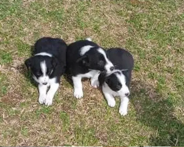 dalmata x borde rcollie