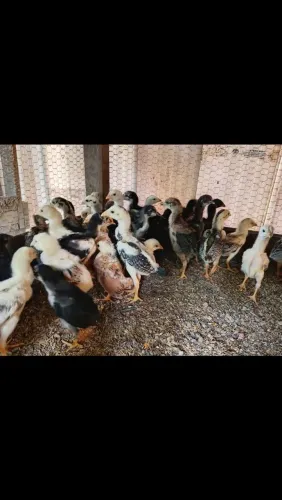 Pintinhos caipira