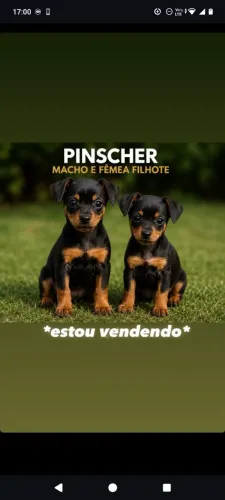 Animal de estimação 