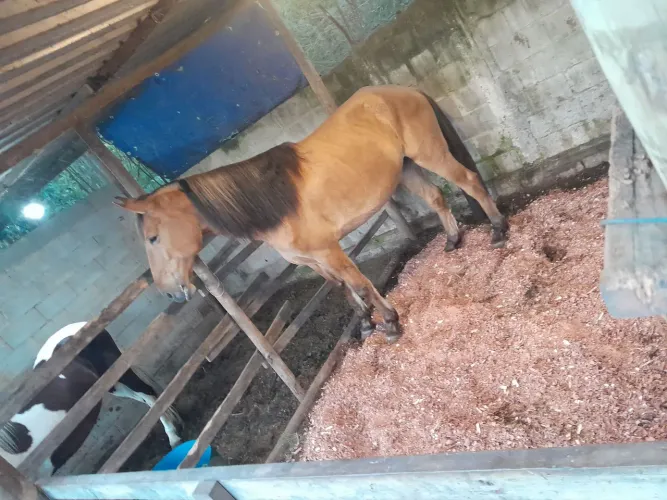 egua campolino top 