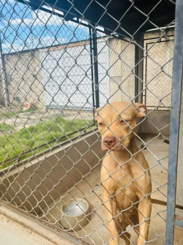Fêmea Pit Bull PitMonster com PEDIGREE