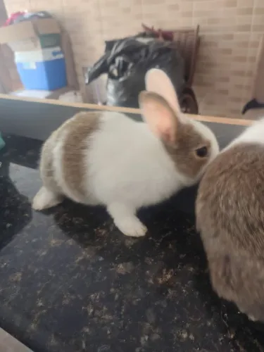 Coelhos 