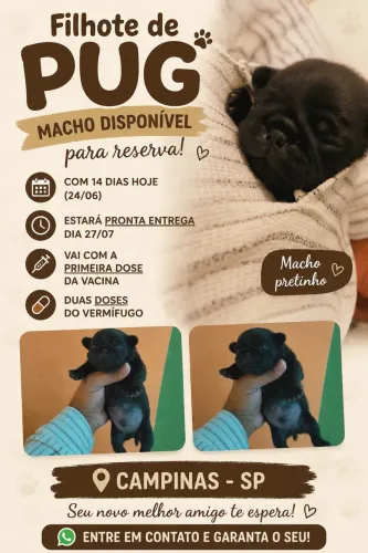Pug macho 