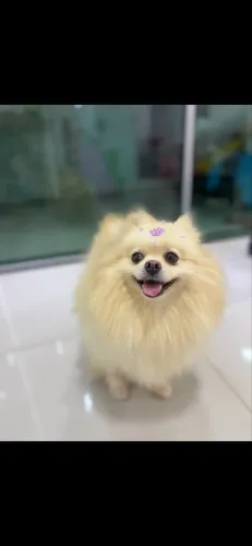 Spitz fêmea castrada