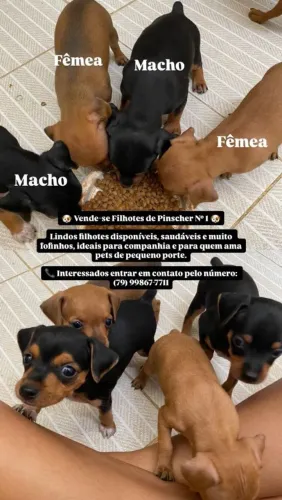 Filhotes de pinscher