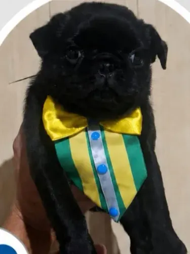Pug filhote macho