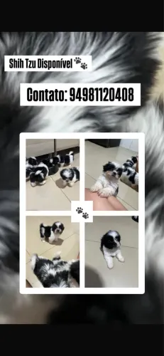 Vendo filhotes de shiztuz vacinados e vermifugados
