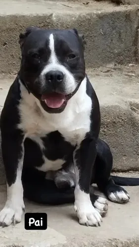 ? Filhotes de American Bully à venda!