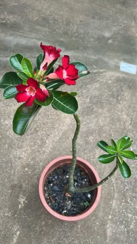 Rosa do deserto