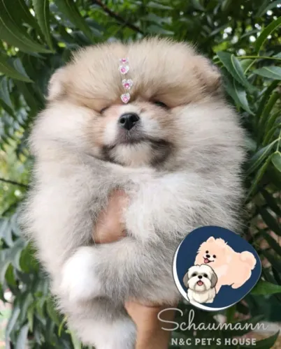 Lindos spitz alemão (anão) com pedigree