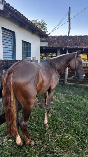 Vende-se Potro 