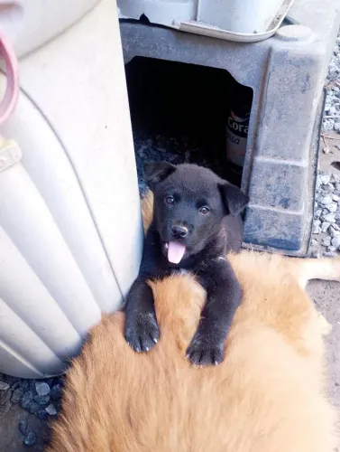 Cachorro preto porte médio para doação 