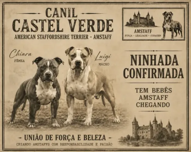 American Staffordshire Terrier (filhotes) - Canil Castel Verde