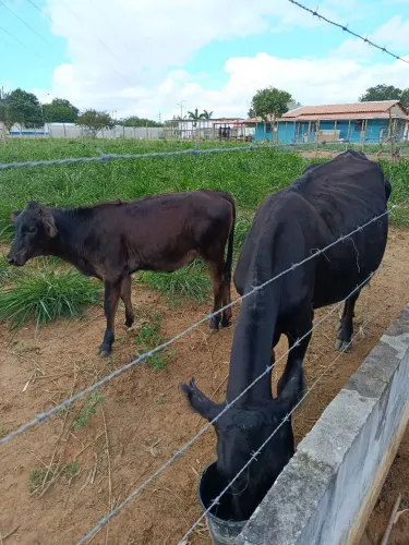 Vaca Jersey com bezerra 