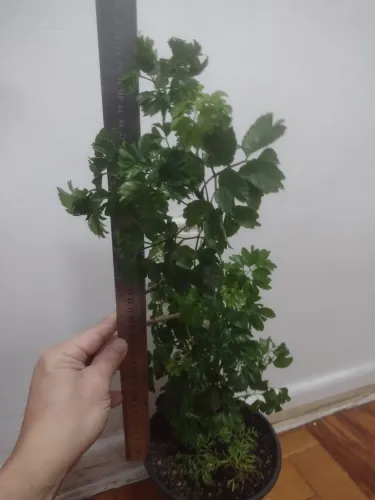 Árvore da felicidade, casal 47 cm altura