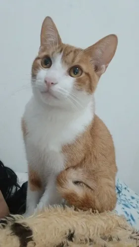 Doação Gato Laranjinha