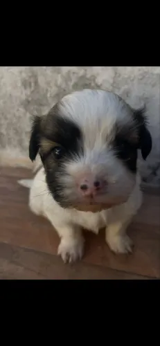 Filhotes de Shih Tzu