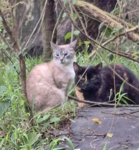 Adoção gatinhas castradas, 4 anos, lares telados