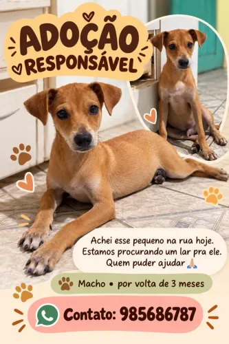 FILHOTE MACHO PARA ADOÇÃO RESPONSÁVEL
